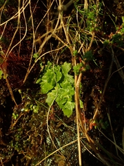 Micranthes stellaris