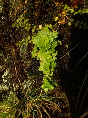 Micranthes stellaris