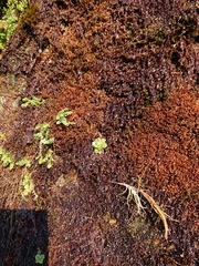 Micranthes stellaris