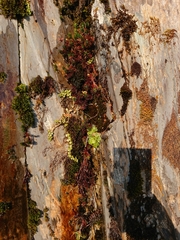 Micranthes stellaris