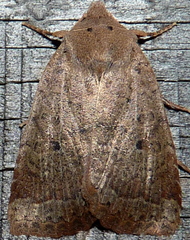 Sericaglaea signata