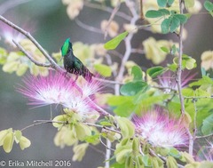 Orthorhyncus cristatus