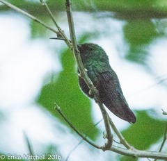 Eulampis holosericeus