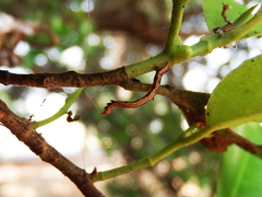 Discoglypha hampsoni