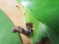 Discoglypha hampsoni