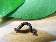 Discoglypha hampsoni