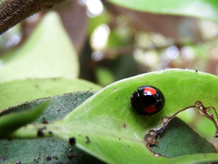Phrynocaria unicolor