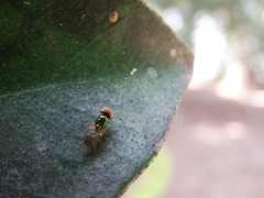 Microchrysa flaviventris