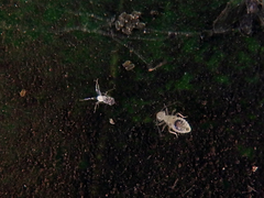 Pseudocaeciliidae