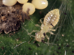 Pseudocaeciliidae