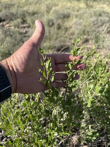 American tarwort (Flourensia cernua)