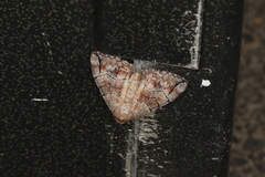 Dysbatus stenodesma