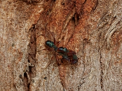 Rhytidoponera aspera