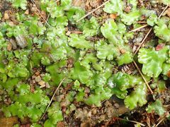 Marchantia foliacea