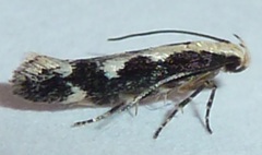 Agnippe prunifoliella