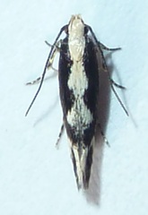 Agnippe prunifoliella