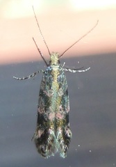 Aristotelia fungivorella