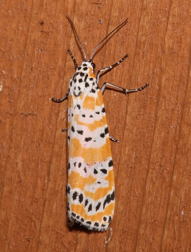 Ornate Bella Moth photo 6