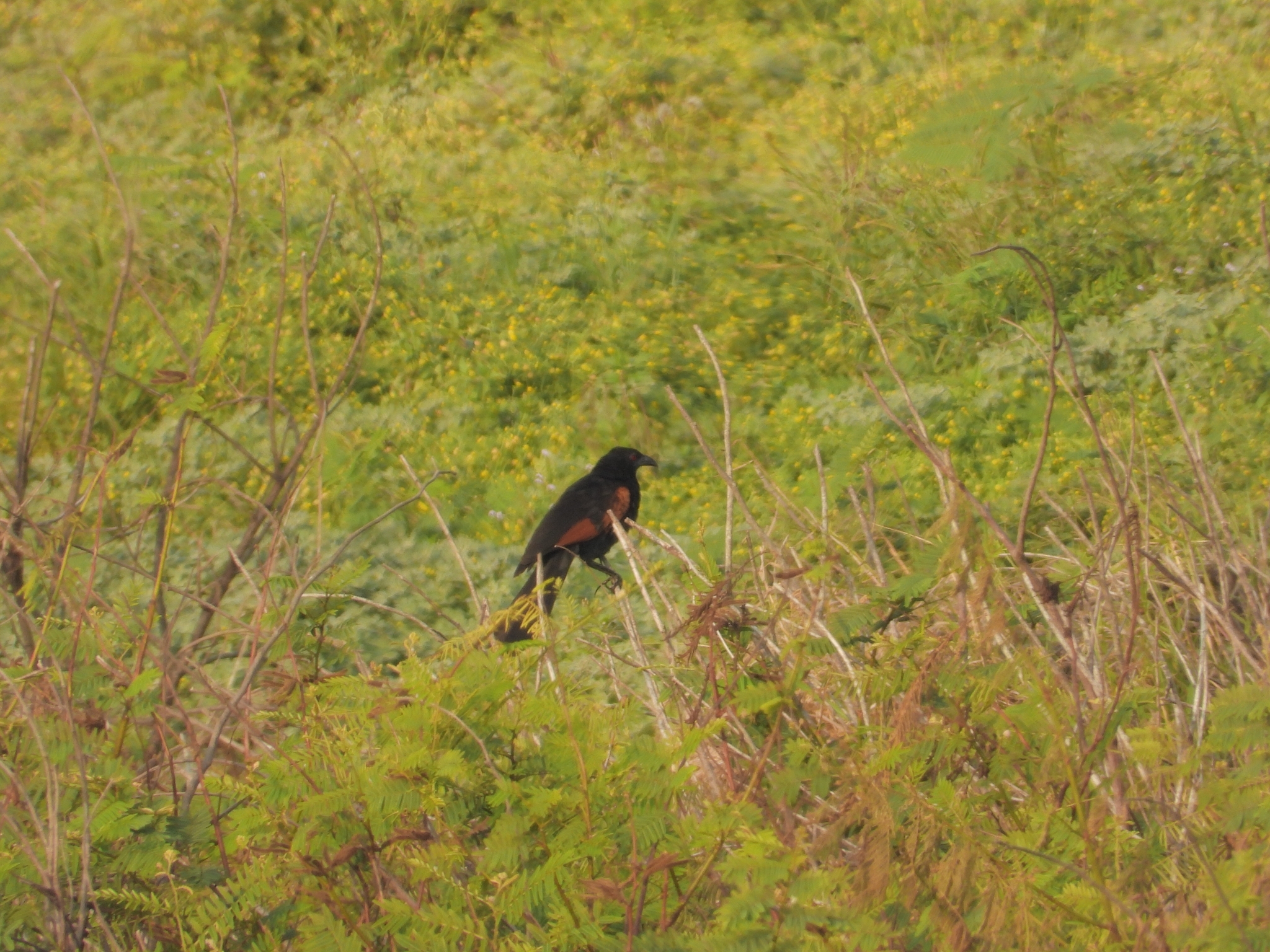 Sunda Coucal (Centropus nigrorufus), photo 8