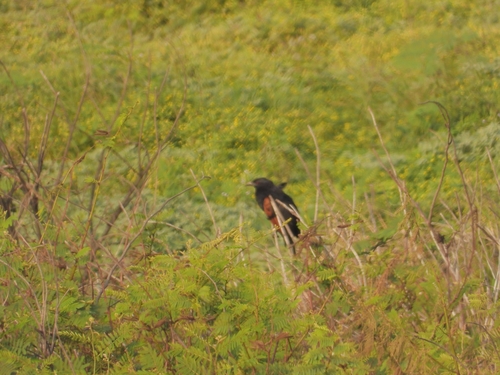 Sunda Coucal (Centropus nigrorufus), photo 9