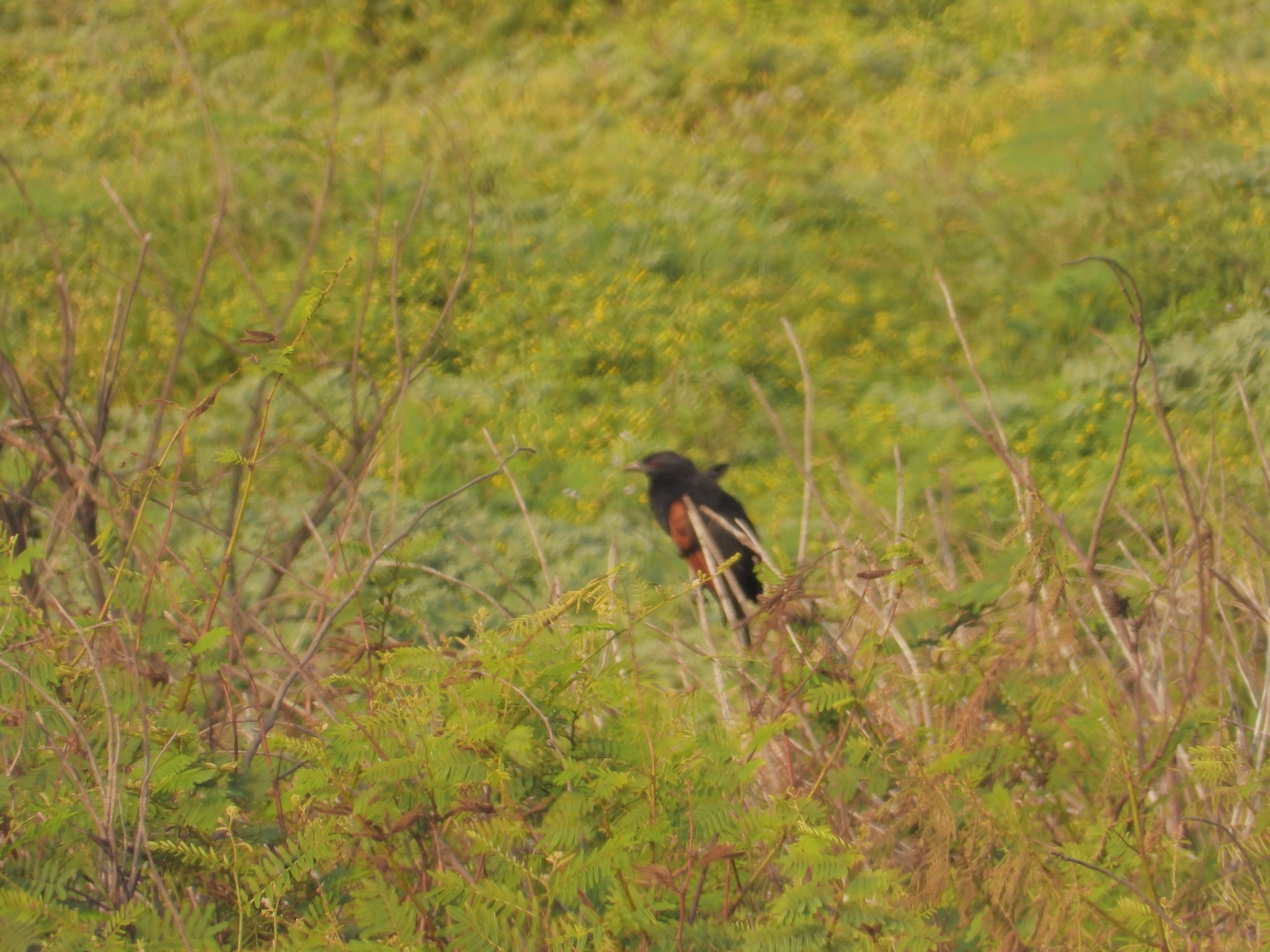 Sunda Coucal (Centropus nigrorufus), photo 9