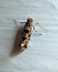 Parochmastis hilderi