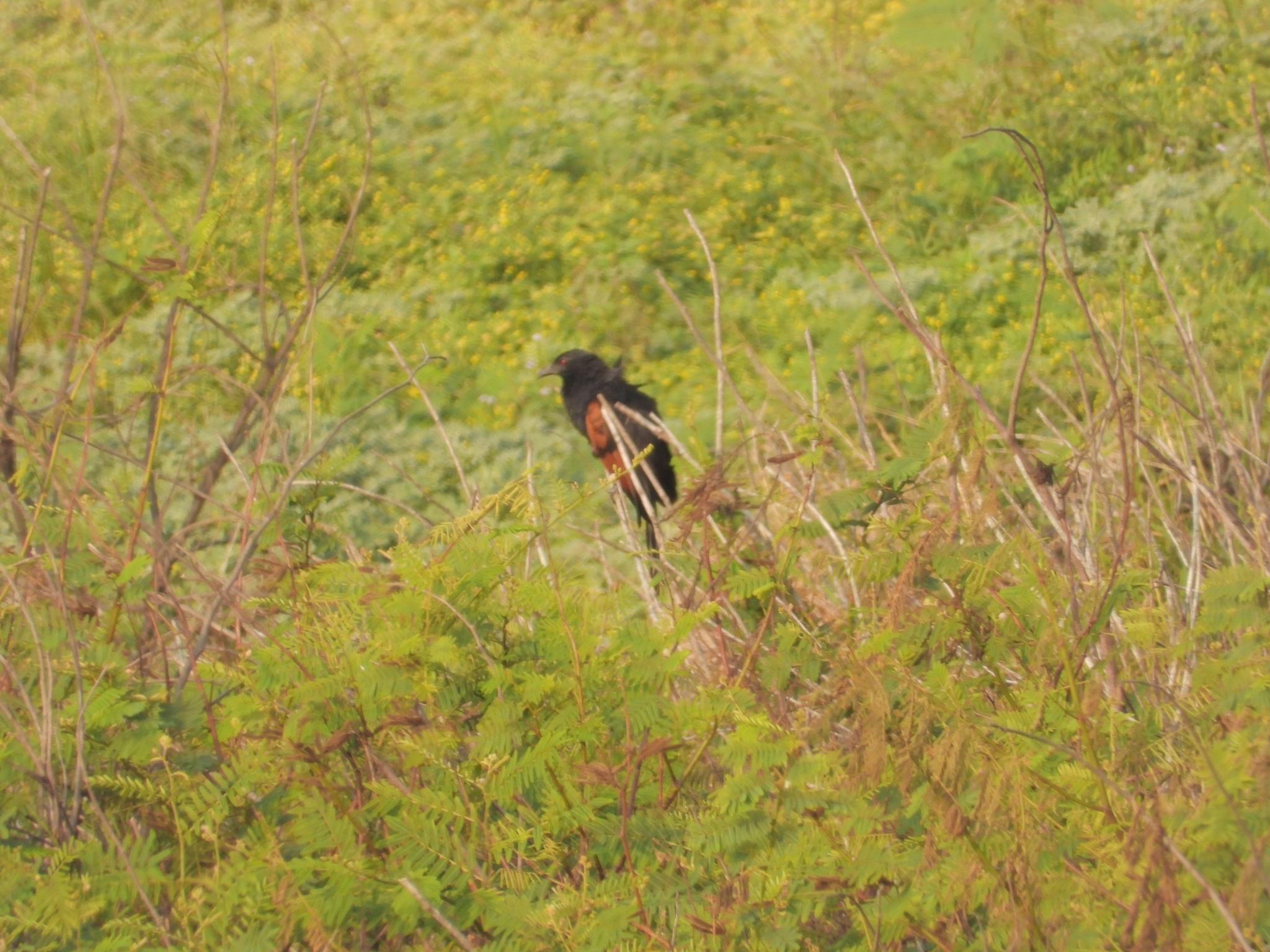 Sunda Coucal (Centropus nigrorufus), photo 10