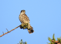 Falco columbarius suckleyi
