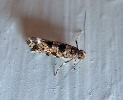 Parochmastis hilderi