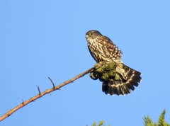 Falco columbarius suckleyi