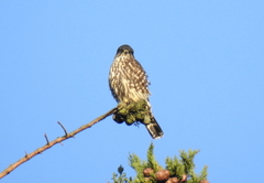 Falco columbarius suckleyi