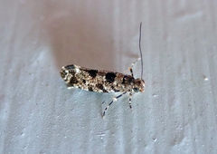 Parochmastis hilderi