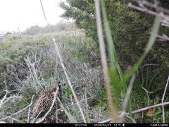 Francolinus francolinus