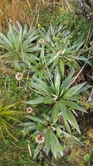 Celmisia semicordata