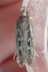 Gelechia sabinellus