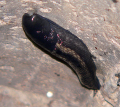 Limax cinereoniger