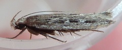 Gelechia sabinellus