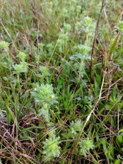 Parentucellia flaviflora