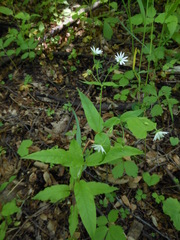 Stellaria bungeana