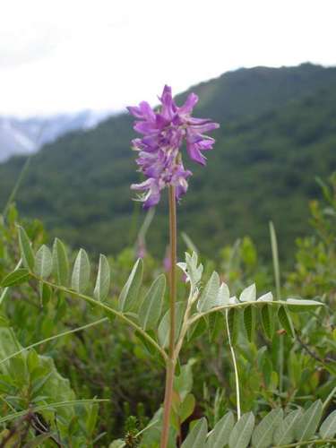 Alpine Sweet-vetch