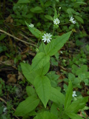 Stellaria bungeana