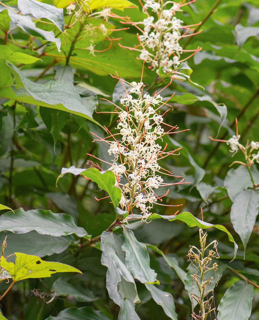 Hedychium gracile