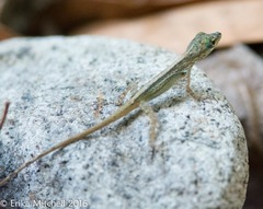 Anolis roquet