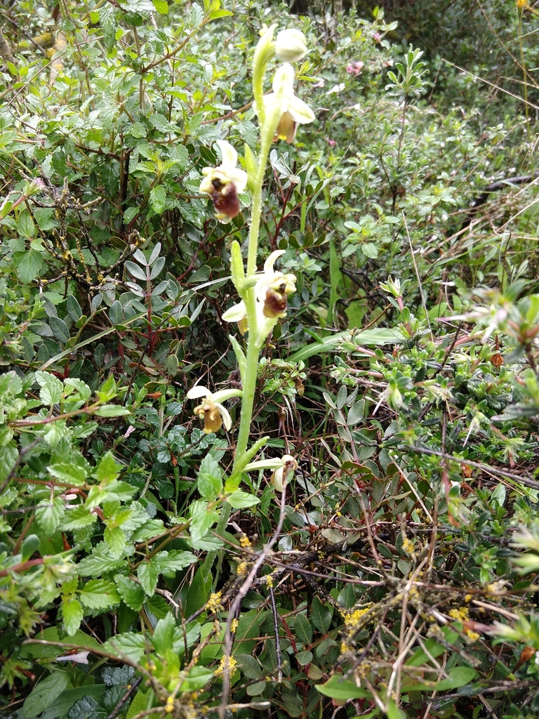 Ophrys bornmuelleri