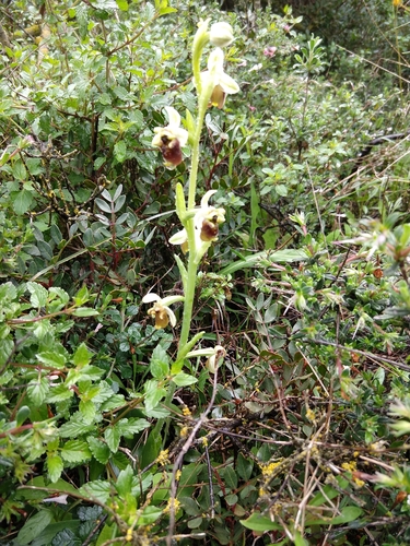 Image of Ophrys levantina by no rights reserved