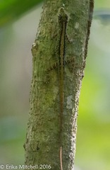 Anolis roquet