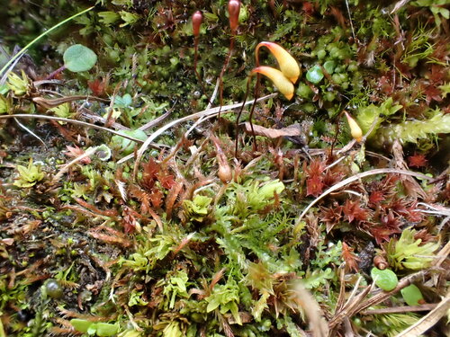 Ptychostomum arcticum