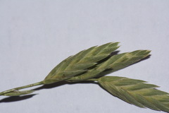Bromus brevis
