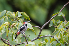 Dendrocopos syriacus