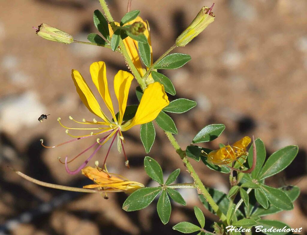 Cleome suffruticosa